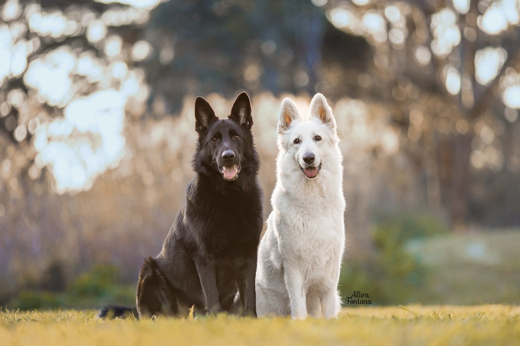 ANKC registered breeders of White Swiss Shepherds & German Shepherds, focusing on; health, temperament, working ability and structure.